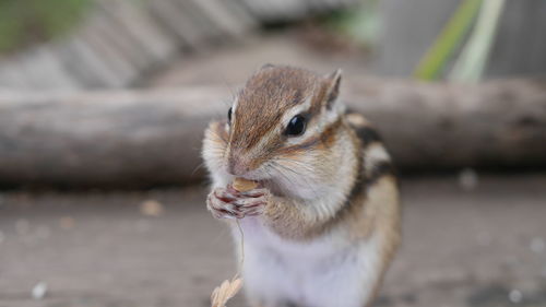 Close-up of squirrel eating outdoors