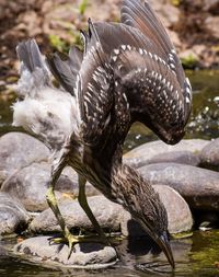 Side view of a bird in water