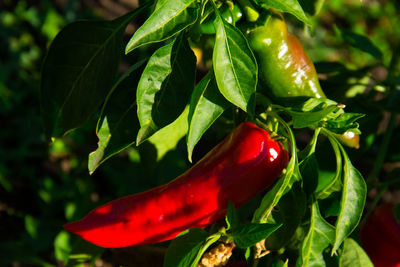 Close-up of red leaves