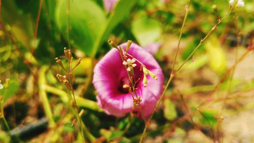 Close-up of pink rose purple flower