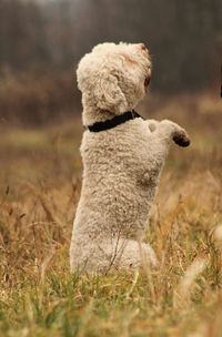 The dog begs in the field