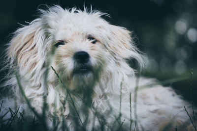 Portrait of dog sticking out tongue outdoors