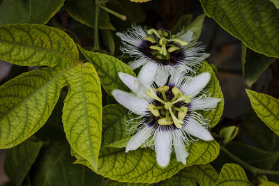 Close-up of white flowering plant