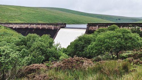 Plants growing by dam against sky