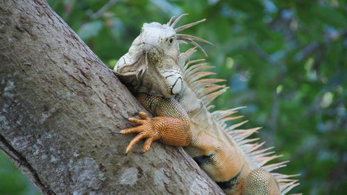 Midsection of iguana