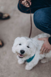 Midsection of person with dog