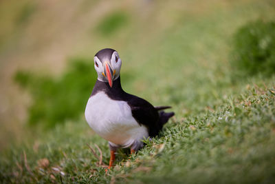 Fratercula puffin in saltee island ireland. in the process of migration 