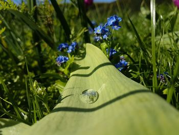 Close-up of flowers