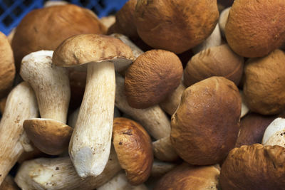 Close-up of mushrooms on table