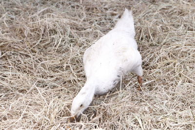 White horse on field