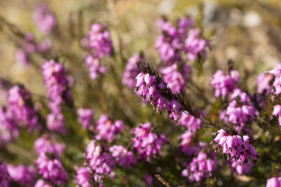Close-up of pink flower