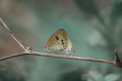 Close-up of butterfly on plant