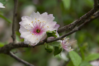 Close-up of white flowers