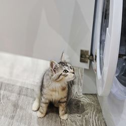 High angle view of cat looking up at home