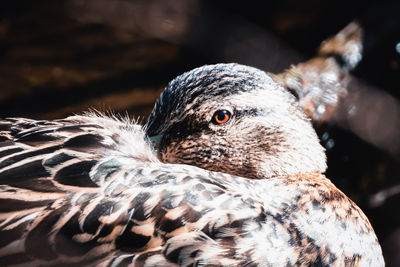 Female duck with her head buried in her feathers