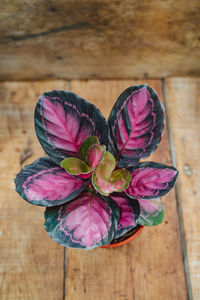 Calathea purple and pink indoor potted plant in plastic pot