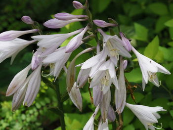 Close-up of white flowering plant