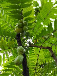 Low angle view of fruits on tree