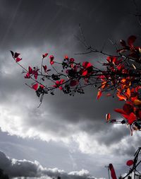 Low angle view of red flowering tree against sky