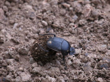 High angle view of insect on rock