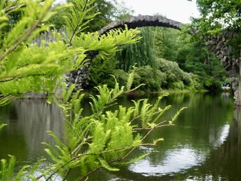 Scenic view of lake in forest