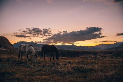View of horse on field during sunset