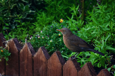 Close-up of bird perching on wood