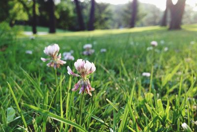 Close-up of flowers blooming on field