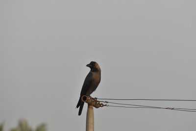 Low angle view of bird perching on cable