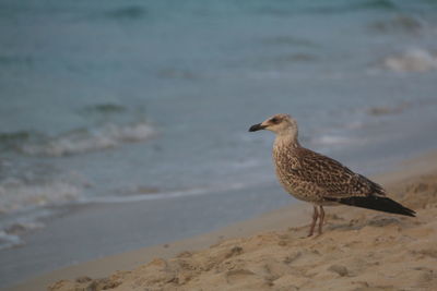 Bird on beach