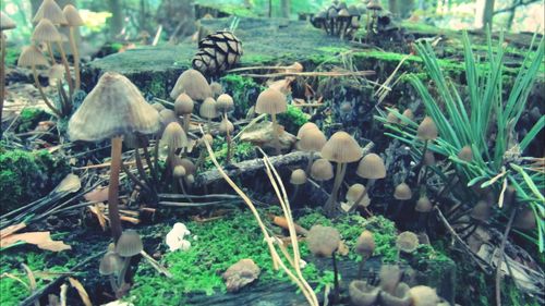 Close-up of plants on field in forest