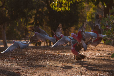 View of birds flying over land