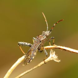 Close-up of insect