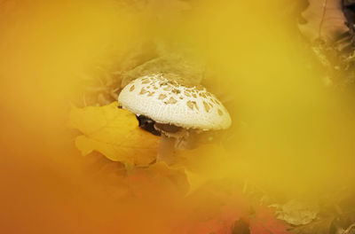 Close-up of mushroom on yellow leaf