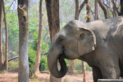 Elephant valley in chiang rai, thailand 