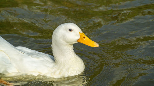 Close-up low level view of aylesbury pekin peking american domestic duck ducks swimming in lake