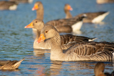 Duck swimming in lake