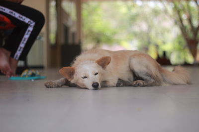 Portrait of dog resting on floor
