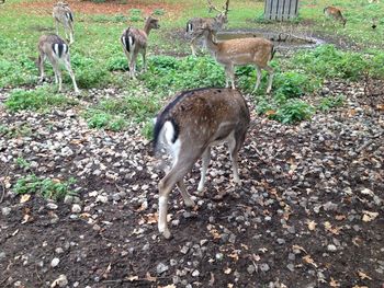 High angle view of deer standing on land