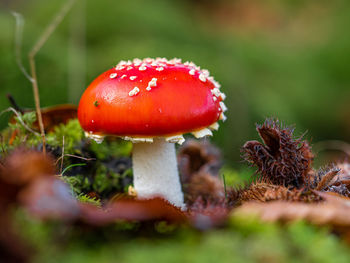 Close-up of fly agaric mushroom on field