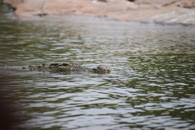 View of duck swimming in lake