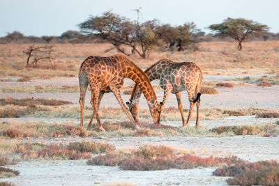 Giraffe in a forest