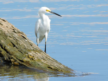 Snowy egret on driftwood in lake