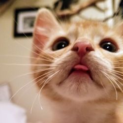 Close-up portrait of a cat