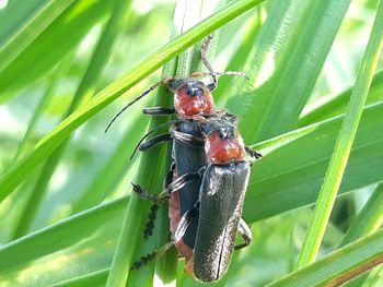 Close-up of insect on plant