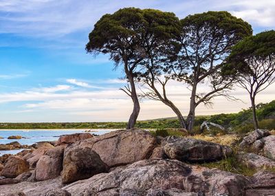 Trees and rocks in lake against sky