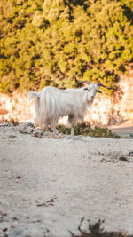 Lion standing in a field