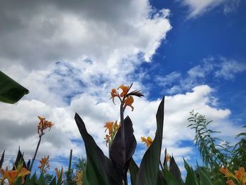 Low angle view of flowering plants against sky