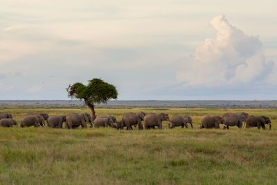 Scenic view of grassy field against sky