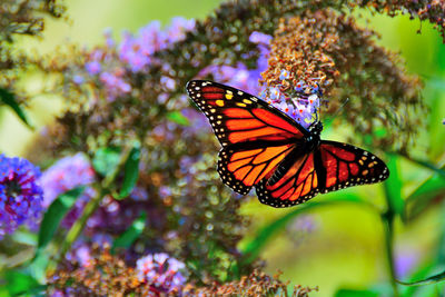 Close-up of butterfly on flower